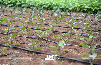 نوار تیپ آبیاری قطره ای