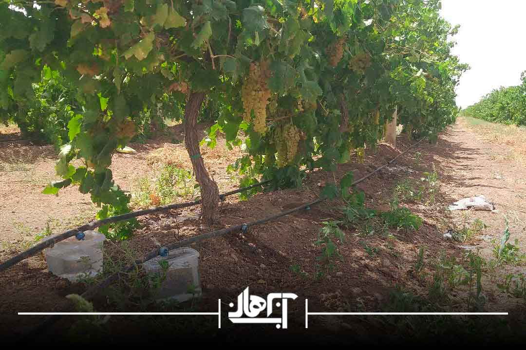 بهره برداری از سیستم آبیاری قطره ای